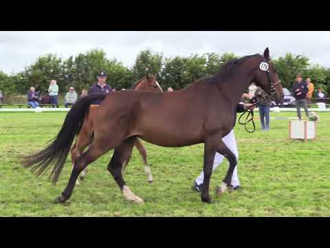 Holsteiner Fohlenschau Föhr 2024 | Endring Stutfohlen