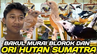 Download lagu IT'S HERE! SPECIALIZED MURAI BAKUL FROM SUMATRAN FOREST & BLOROK EXTREME AT THE PRAMUKA MARKET STALL mp3