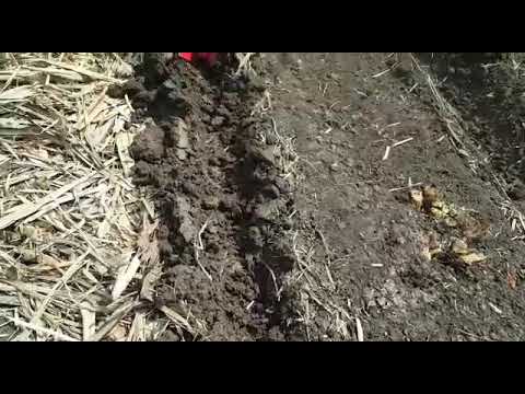 Iron sugarcane stubble shaver, for agriculture