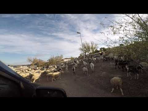 Spain - Rio Ebro - Fishing - Best Fishing Friends - Chill With 300 Goats :)  - November 2017