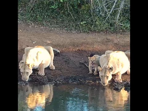 Cute lion cubs and a young elephant seen at Kwa Maritane Bush Lodge 🐘