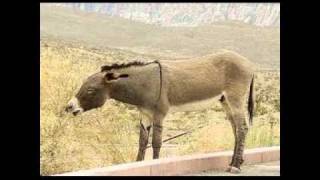 Romancillo de Mayo.avi