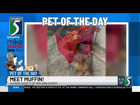 TV5 Pet of the Day: Meet Muffin! - YouTube