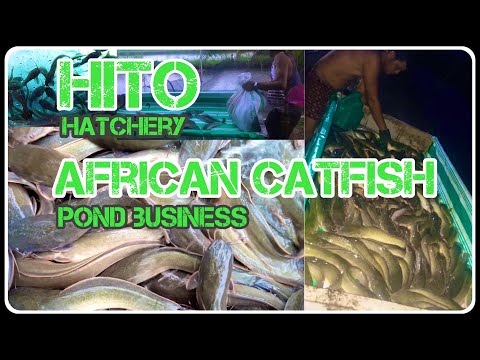 , title : 'HITO HATCHERY | AFRICAN CATFISH POND BUSINESS | NEGOSYO PANGKABUHAYAN