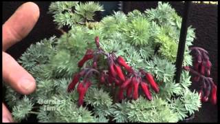 Plant Pick - Dicentra - Burning hearts