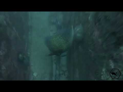 Paraty -RJ - Mergulho em Ilha dos Meros