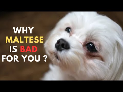 Owning a Maltese : The Good, The Bad, The Ugly