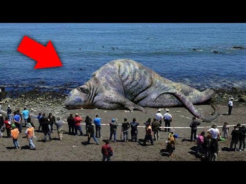 10 Unknown Creatures Caught on Tape Video