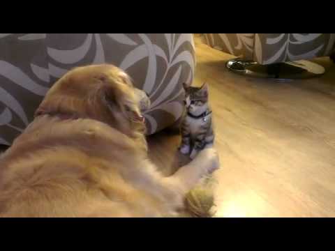 Cicoz partiyle ugrasiyo =)