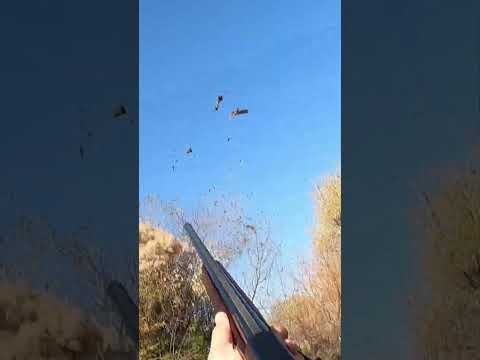 #hunting #woodcock #woodcockhunting #duckhunting #duck #nadiroba #ნადირობა #oxota #waldshnep #ველი