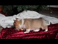 Welsh Corgi Pembroke dogs for sale: Twinkle - Video 1