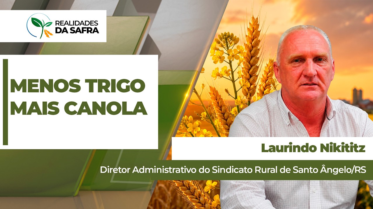 Área de trigo cai até 40% em Santo Ângelo/RS, enquanto lavouras de canola ganham espaço