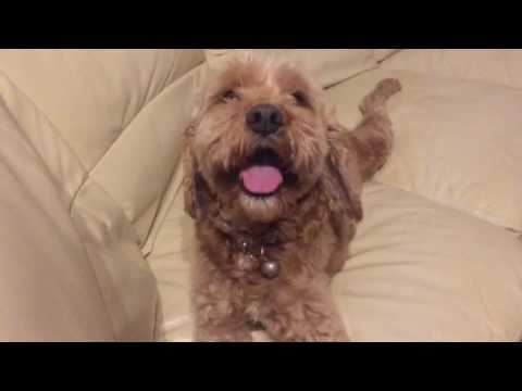 会計学科 よしよし！愛犬やまと尻尾を振って喜んでいます。滋賀県高島市木村勝則！