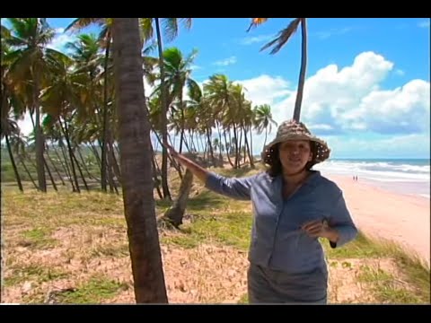 COQUEIRO (Cocus nucifera)