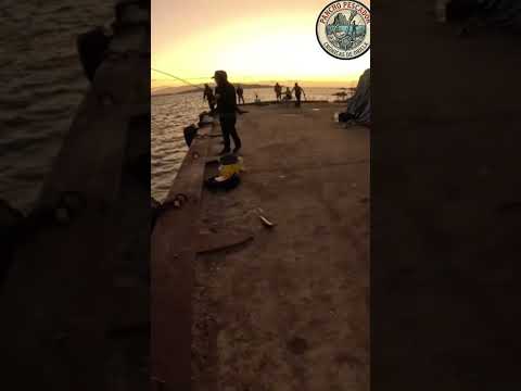 Pesca de Jureles en Atacama cl #shorts#pesca#panchopescador#Atacama