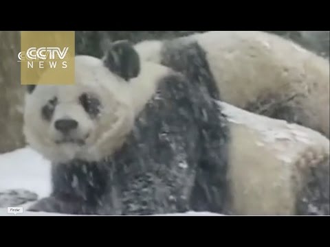 Chinese panda cub becomes superstar after snow frolicking