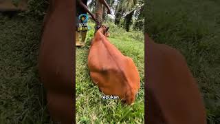 Download lagu Why are cows patted before being injected? #unique-facts #interesting-facts #shorts mp3 Download lagu Why are cows patted before being injected? #unique-facts #interesting-facts #shorts mp3