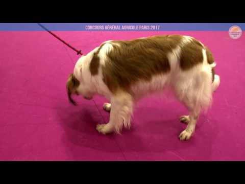 Voir la vidéo : Ring Canins du 01 mars 2017, partie 3