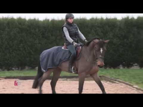 Une main de velours avec votre cheval - Equidia Life
