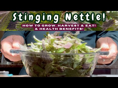 STINGING NETTLE! How to GROW, HARVEST & EAT this Very Nutritious & Abundant EARLY SPRING VEGETABLE!