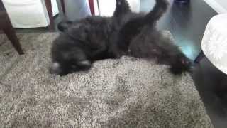 Slowest Roll-Over ever LOL