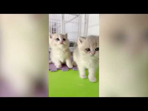 Collection of Cute Cats in 2026 Part 3 🐱