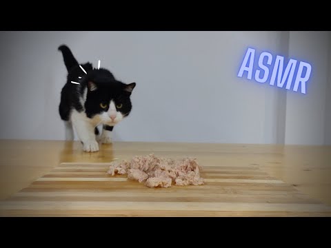 Cat Eating Tuna ASMR