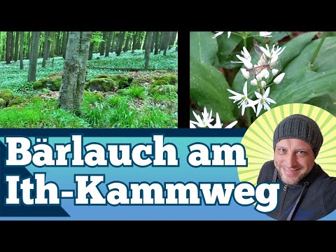 Bärlauchblüte am Ith-Kammweg - Wanderung von Coppenbrügge zu den Bärlauch Feldern am Ith-Hils-Weg