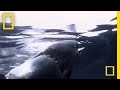 Great White Shark | National Geographic