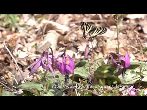 カタクリの花に舞うヒメギフチョウ　Luehdorfia puziloi