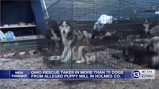 Ohio rescue takes in more than 70 dogs from alleged puppy mill in Holmes Co.