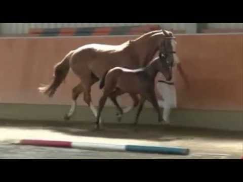 Cat. 096 Quick Power (Quiwi Dream x Cero) / www.veulenveilingprinsjesdag.nl