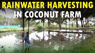 Rainwater Harvesting in Coconut Farm | Groundwater Recharging Method