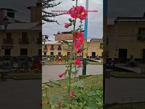 San Marcos Perú #sanmarcos #marthamiler