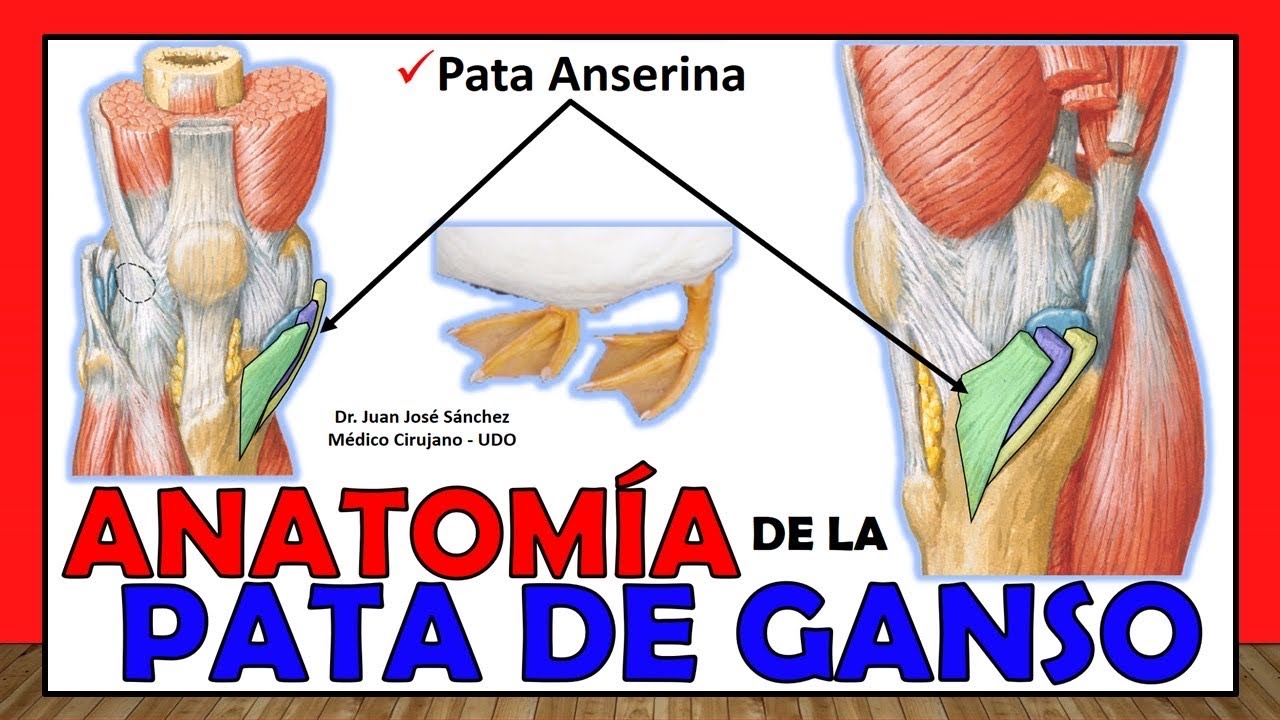 🥇 PATA DE GANSO Anatomía, (Pata Anserina). ¡Explicación Fácil y Sencilla!