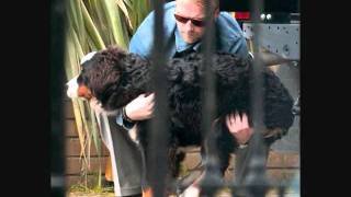 Paparrazi (Ronan Keating&#39;s Paparrazi shots)