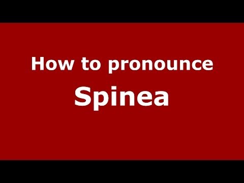 How to pronounce Spinea (Italian/Italy) - PronounceNames.com
