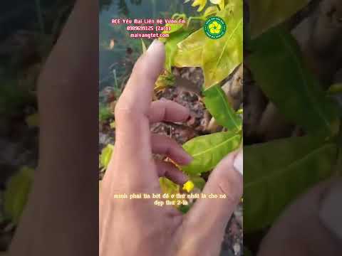 Lý do vì sao phải xả tàn Mai đầu năm dù cây lớn hay nhỏ ?? - Vườn Mai Hữu Đức