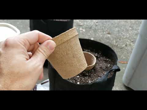 Autoflower grow journal. Organic soil mix for small closet grows. Quick 2x4 tent setup.
