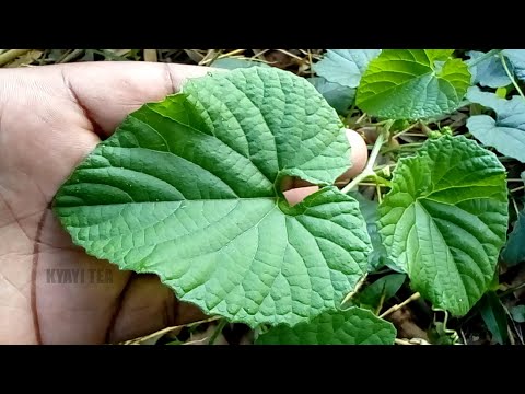 Okulamiriza nga Onaaba Olujjula Lukujjulureko Ebisirani Okunaaba Ebbombo