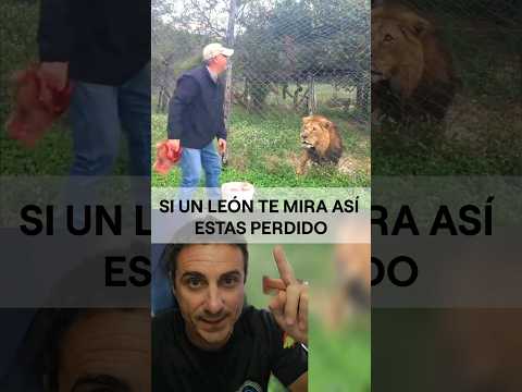 If a lion looks at you like that, you're lost. #trivia #survival #emergency