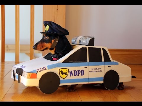 Dachshund "Cops & Robbers" - Crusoe & Oakley Dachshund