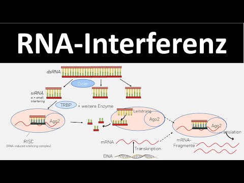 RNA interference - mechanism for silencing genes - [Biology, Gene Regulation, Advanced Level]