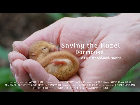 Saving the Hazel Dormouse | Short Documentary