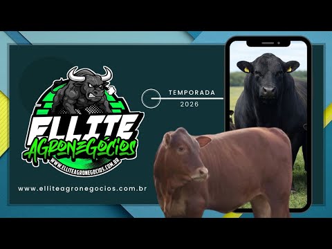 J.A LEILÕES - ESTIVA MG  - 01/03/2026