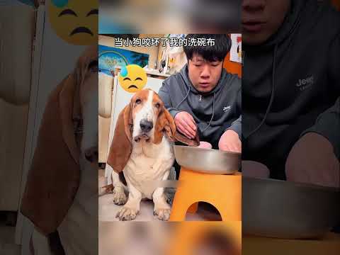 🐶 लंबे कानों वाला यह कुत्ता पहले बना मुसीबत... फिर आखिर में सबका दिल जीत लिया! ❤️