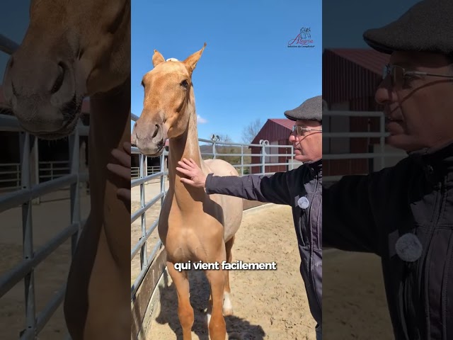 Pegaso de Alegria, un poulain exceptionnel.