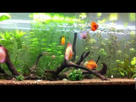 Planted discus community aquarium update