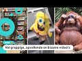 De 10 leukste 'Check Dit Dan' van 2021