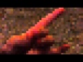 Steve The Coyote Dances To Sexy And I Know It